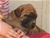 Foto - Triola cane corso